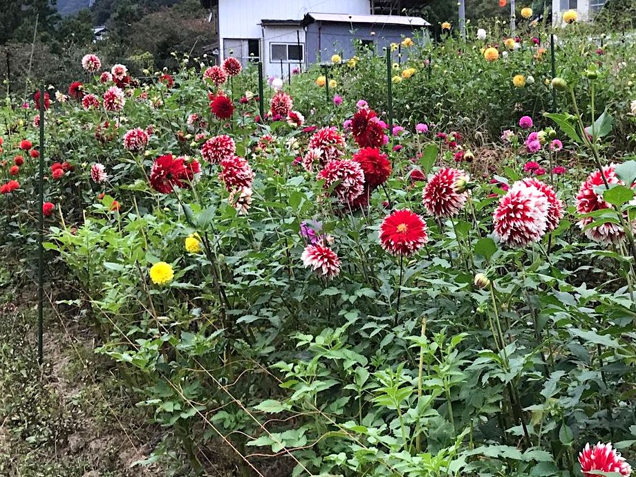 Natural Dahlia｜ナチュラルダリア – Organic Flower Japan